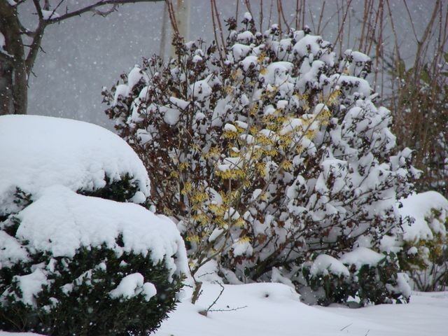 ožujak13 hamamelis pod snijegom